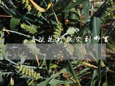 法院执行款交到哪里
