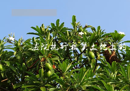 法院执行租赁土地上的房屋 法院执行租赁土地上的房屋