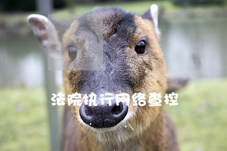 法院执行网络查控 法院执行网络查控