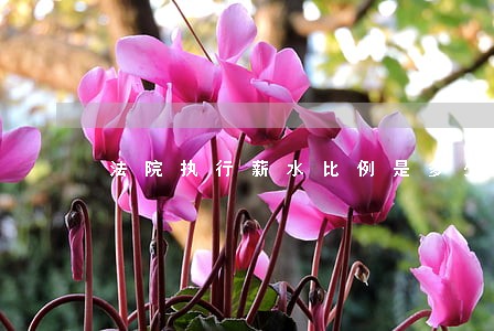 法院执行薪水比例是多少 法院执行薪水比例是多少