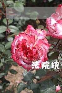 法院执行行动报道 法院执行行动报道