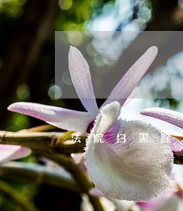 法院扫黑除恶宽严相济 法院扫黑除恶宽严相济