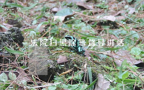 法院扫黑除恶督导讲话 法院扫黑除恶督导讲话