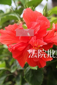 法院批量起诉网贷逾期 法院批量起诉网贷逾期