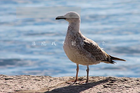法院找不到人公示 法院找不到人公示