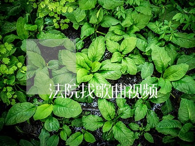 法院找歌曲视频 法院找歌曲视频