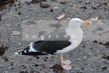 法院技术处调研