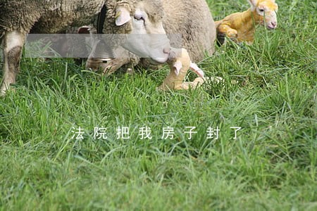 法院把我房子封了