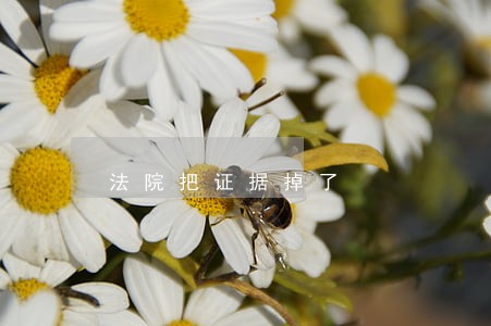 法院把证据掉了 法院把证据掉了