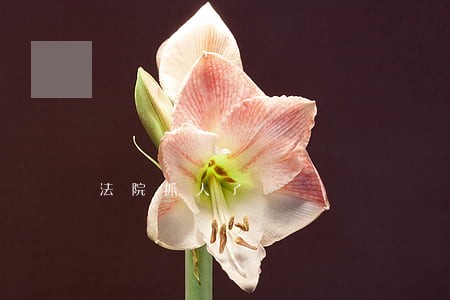 法院抓人了 法院抓人了