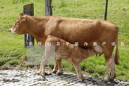 法院拍卖不能办房产证怎么办 法院拍卖不能办房产证怎么办