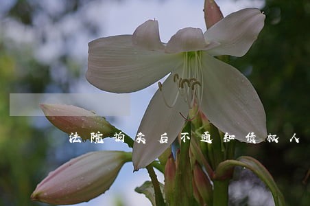 法院拍卖后不通知债权人 法院拍卖后不通知债权人