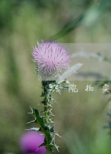 法院拍卖多久执行