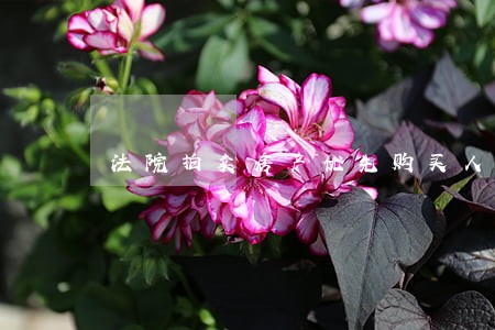 法院拍卖房产优先购买人是啥意思 法院拍卖房产优先购买人是啥意思
