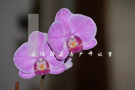 法院拍卖房产异议书
