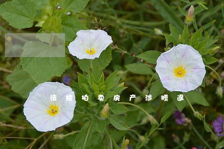 法院拍卖房产涉腾退 法院拍卖房产涉腾退
