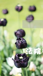 法院拍卖房产的户口如何迁走