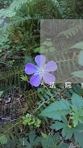 法院拍卖房产能不能公积金 法院拍卖房产能不能公积金