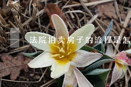 法院拍卖房子的流程是怎样 法院拍卖房子的流程是怎样