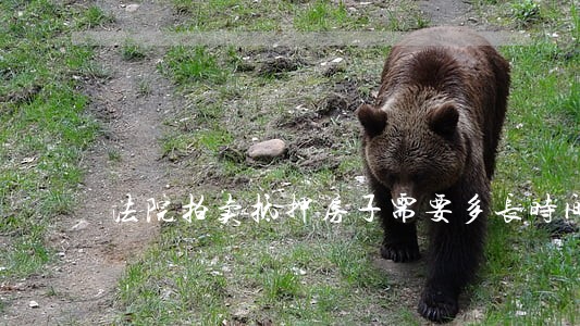 法院拍卖抵押房子需要多长时间 法院拍卖抵押房子需要多长时间