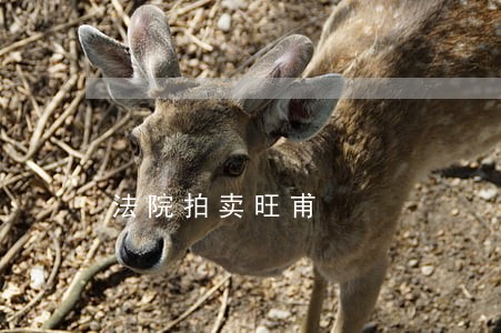 法院拍卖旺甫 法院拍卖旺甫
