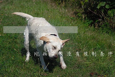 法院拍卖有没有限制条件 法院拍卖有没有限制条件