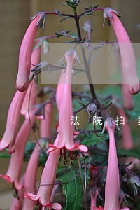 法院拍卖未上牌新车怎么落户