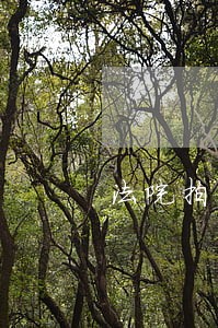 法院拍卖机动车违章查询 法院拍卖机动车违章查询