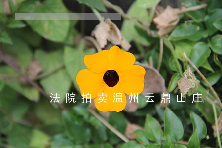 法院拍卖温州云鼎山庄