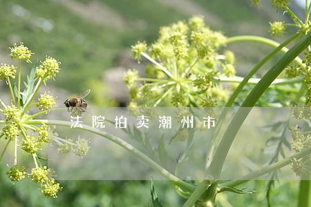 法院拍卖潮州市 法院拍卖潮州市