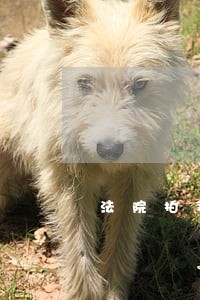 法院拍卖的房子法官不给过户 法院拍卖的房子法官不给过户
