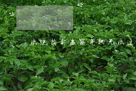 法院拍卖盗窃车辆无法过户怎么办
