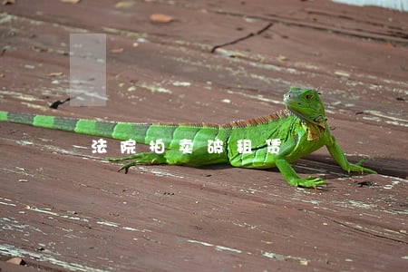 法院拍卖破租赁