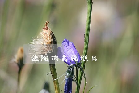 法院拍卖税谁出