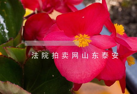 法院拍卖网山东泰安 法院拍卖网山东泰安