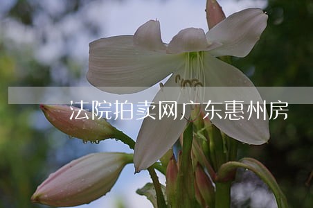 法院拍卖网广东惠州房 法院拍卖网广东惠州房