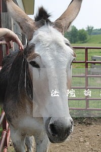 法院拍卖能看名字吗 法院拍卖能看名字吗