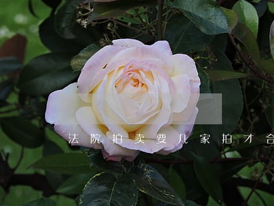 法院拍卖要几家拍才合法 法院拍卖要几家拍才合法