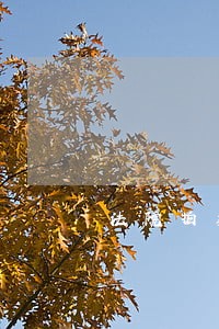 法院拍卖车不能买 法院拍卖车不能买