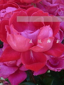 法院拍卖车成交后多久能拿到车 法院拍卖车成交后多久能拿到车