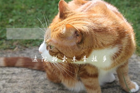 法院拍卖车普拉多 法院拍卖车普拉多