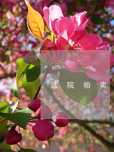 法院拍卖车没登机证 法院拍卖车没登机证