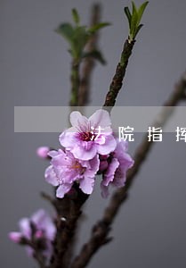 法院指挥中心主任是什么级别 法院指挥中心主任是什么级别