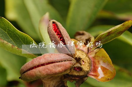 法院指派律师好吗 法院指派律师好吗