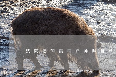 法院指的援助律师派自己怎么联系