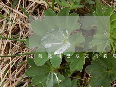 法院撤销已成交拍卖房产赔偿 法院撤销已成交拍卖房产赔偿