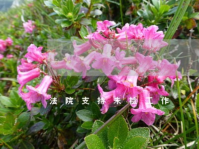 法院支持未检工作 法院支持未检工作