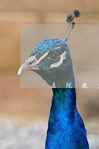 法院政治处副主任必须是党员吗 法院政治处副主任必须是党员吗