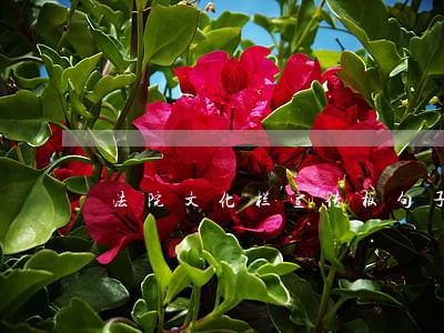 法院文化栏宣传板句子 法院文化栏宣传板句子