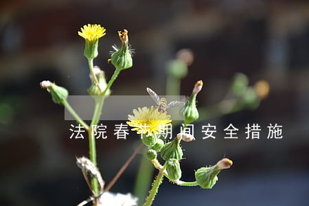 法院春节期间安全措施 法院春节期间安全措施